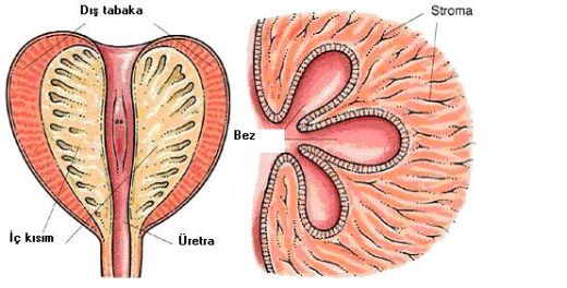 Prostat Kanaması Belirtileri ve Tedavisi